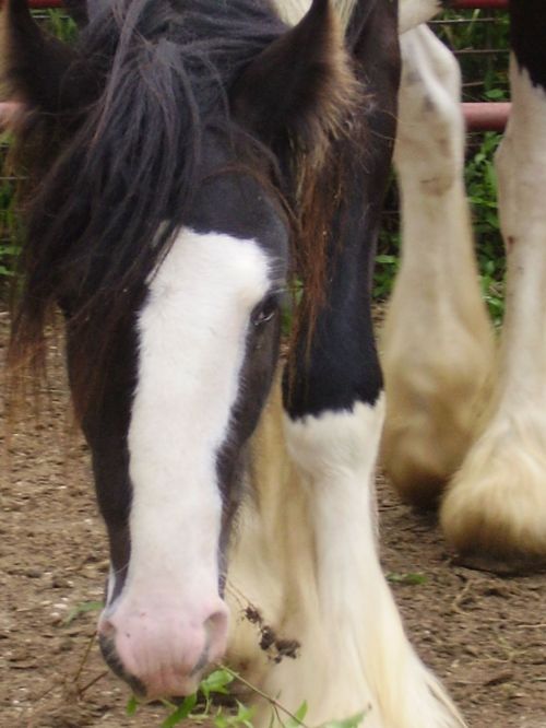 Gypsy Cob stallion